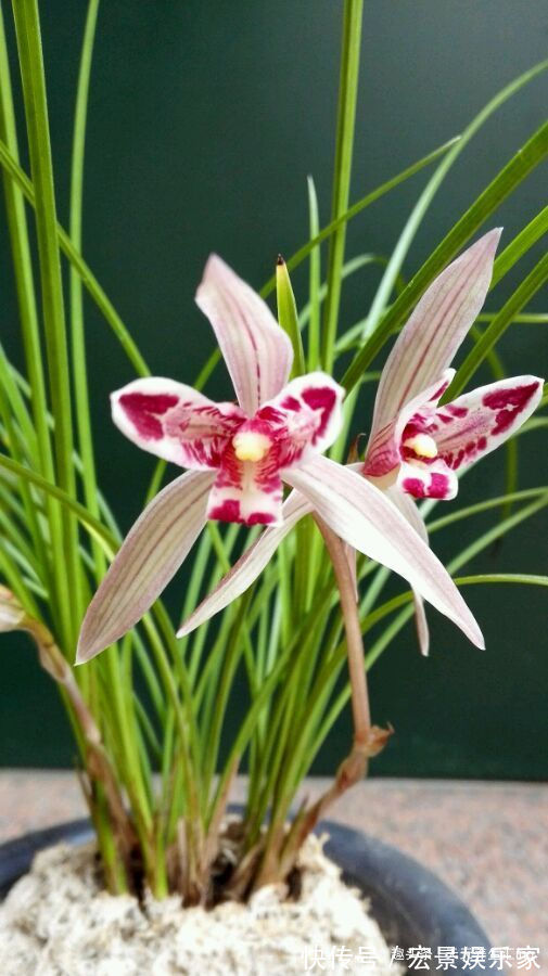 “高端玫瑰”永远的莫斯科,色泽鲜艳,艳压群芳,喜欢玫瑰就试试