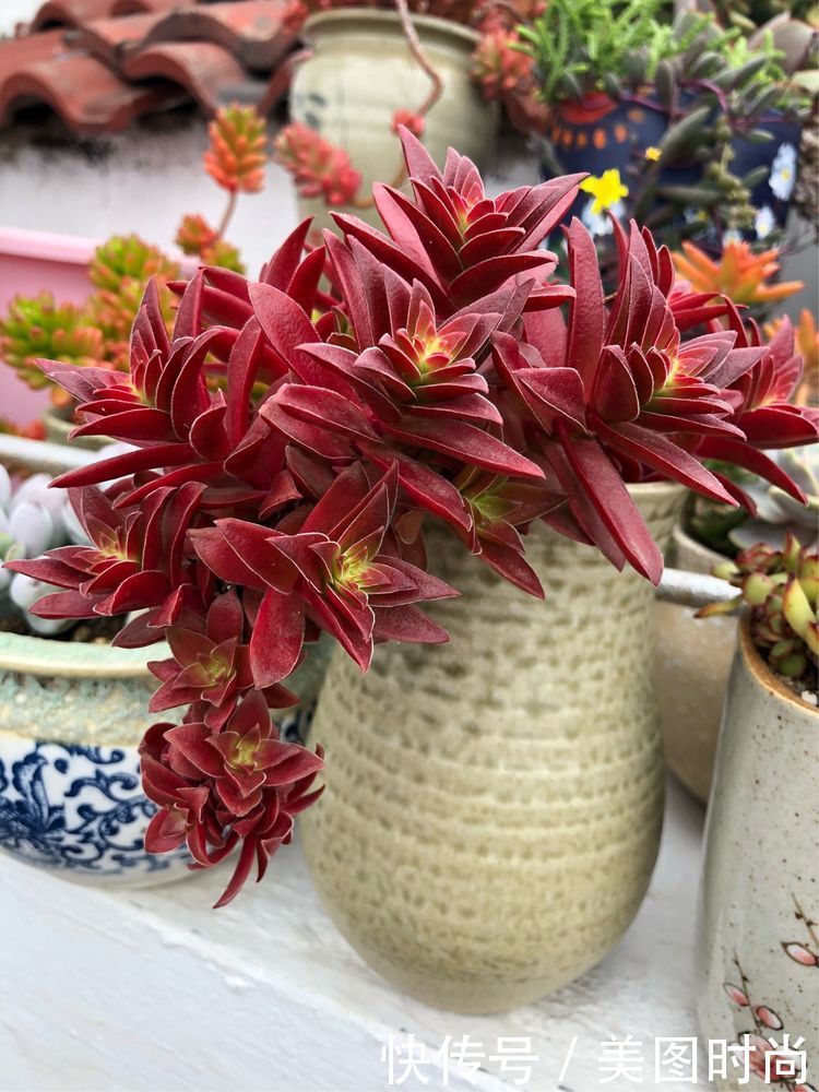 阳台|DIY改造17㎡屋顶花园，忙得不亦乐乎，在喧嚣城市打造一隅静谧