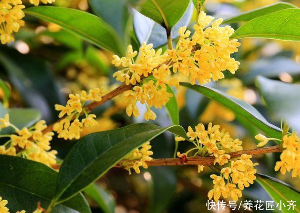 修剪|如果桂花不开花,现在做好3步,快速长满花苞,满屋飘香