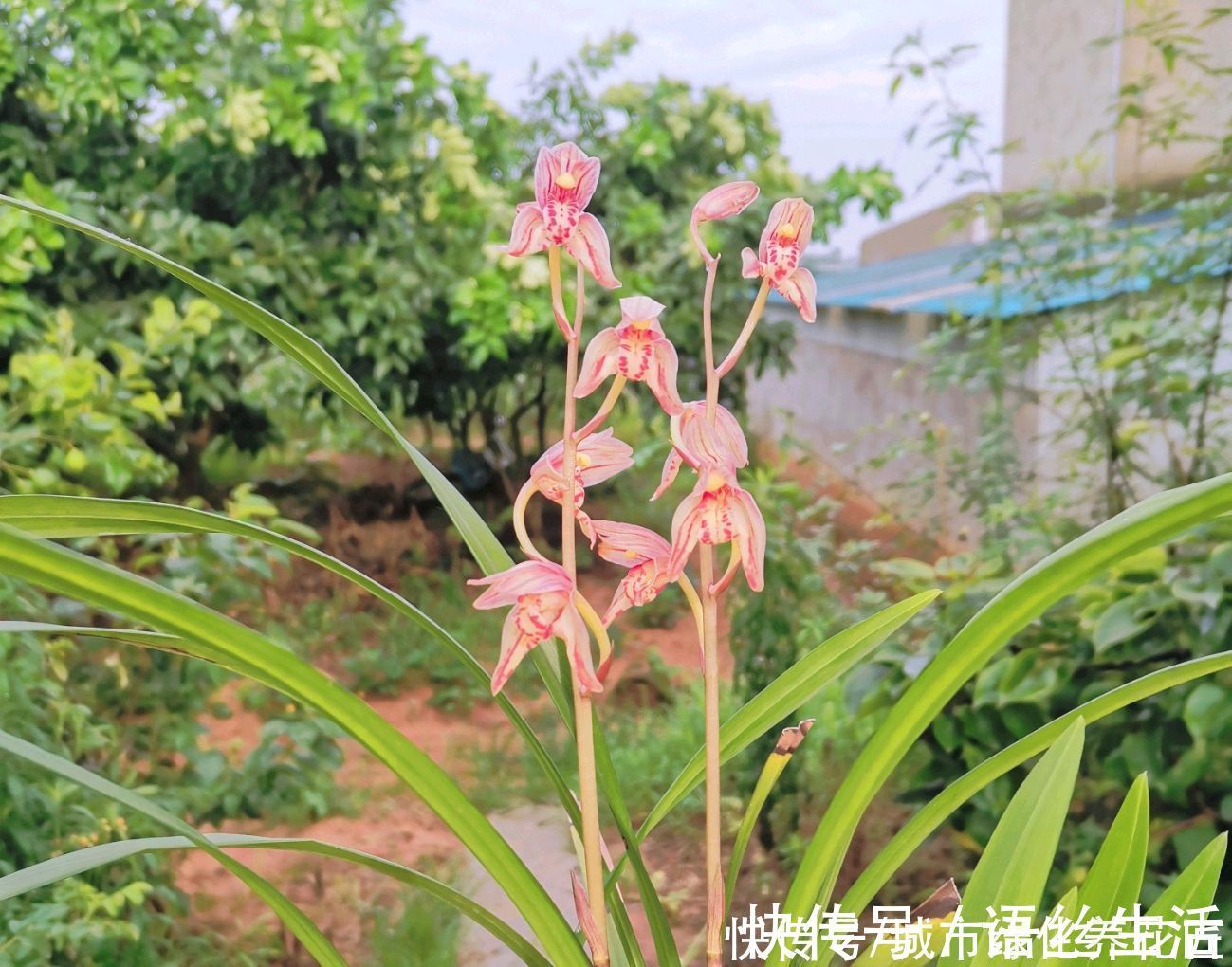 兰花|兰花的粗壮根为什么往天上长而不是往盆底扎？