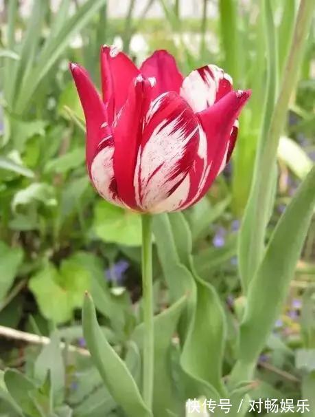 世界上最贵的花，一盆就是一座房子！看过的贵气满满