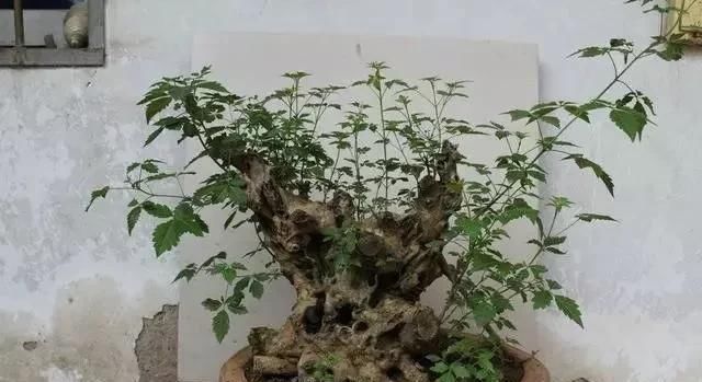 根部|马路边常见的“黄荆”,养花盆里变“盆景”,好看值钱