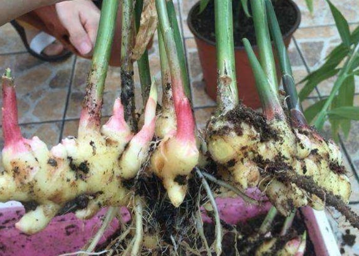 土壤|家中的油桶别扔了，里面丢一块姜，浇点水给点肥，一年收获一大盆