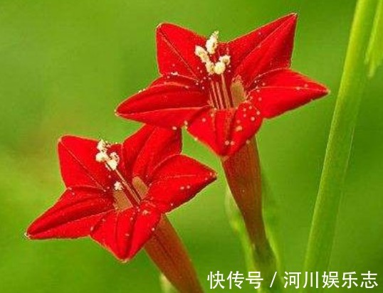 鲜红|喜欢菊花，不如养盆“埃及众星”，花朵五角星，鲜红欲滴