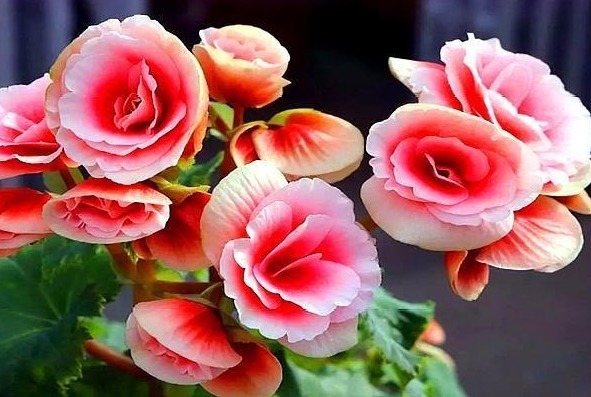 老花农养丽格海棠6年,总结“3妙招”,花开爆盆,一年开10个月