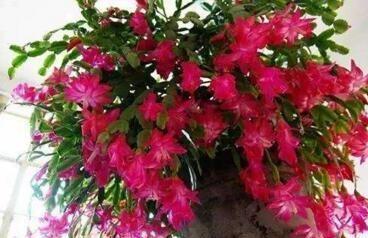 蟹爪兰开完后，7天喷次“促花水”，40天后又“爆盆”，开完还开