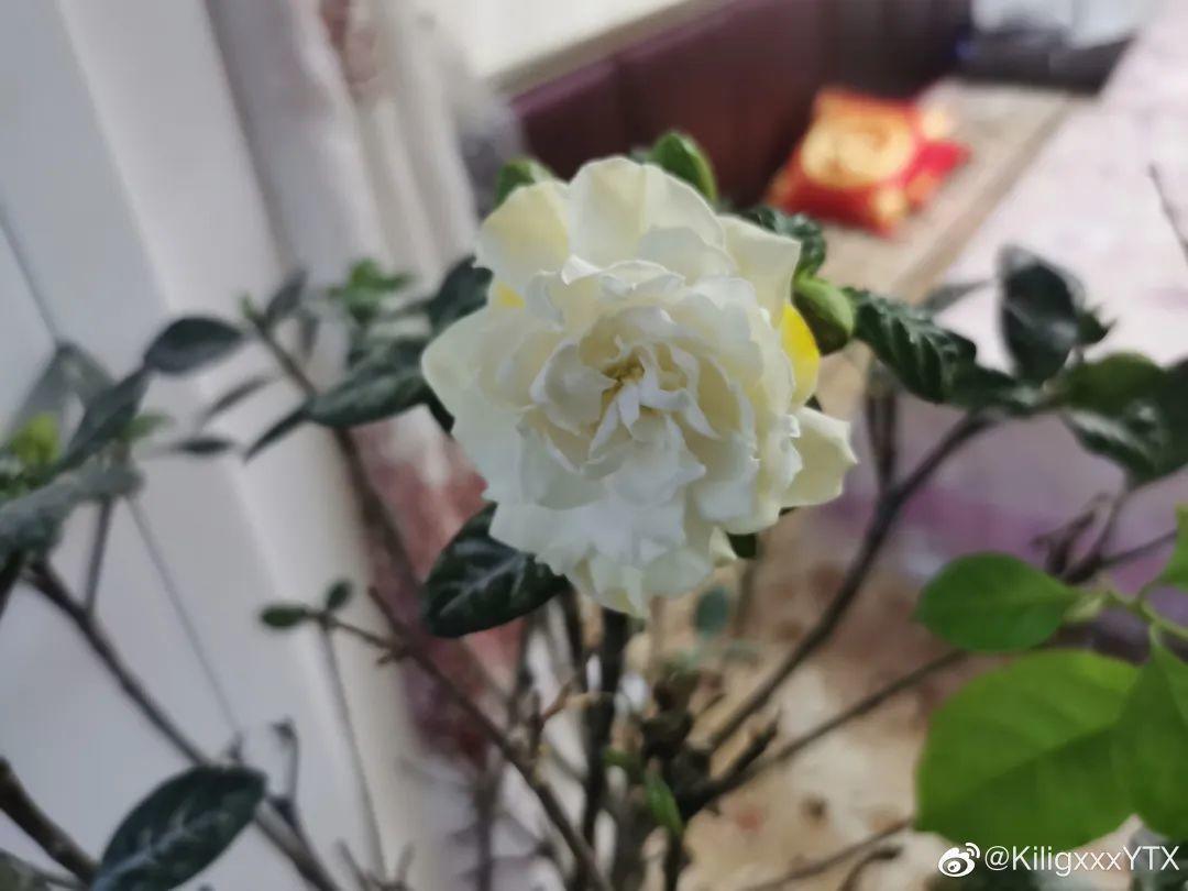花苞|公认难养的花,养一盆死一盆,从来没有养活过!