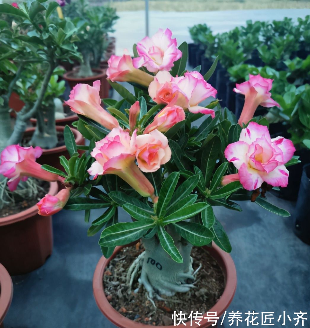 沙漠玫瑰春天不长?别偷懒,赶紧“大换盆”,晚了有可能救不活