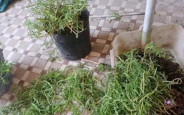  太阳|宿根太阳花怎么过冬？这3点别忽视，连续三五年有花赏，娇美艳丽