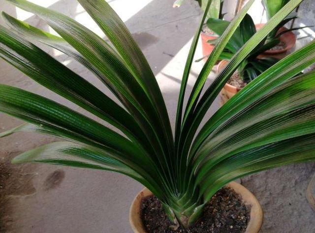 花卉|为什么盆栽君子兰长势不佳找准这3方面原因，叶片突突长不停