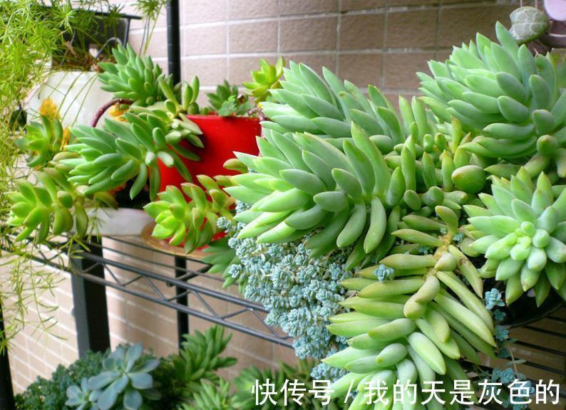 光照|养多肉千佛手,砍头繁殖简单,叶插成活率高,适合新人练手