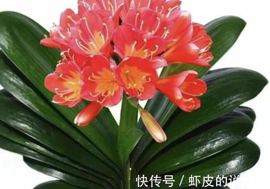 君子兰为什么会烂根,5个原因告诉你