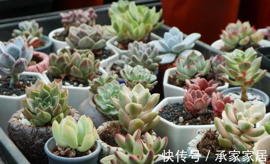 修剪|入秋后，换盆少做1件事，换了也白换，花花一年不长个
