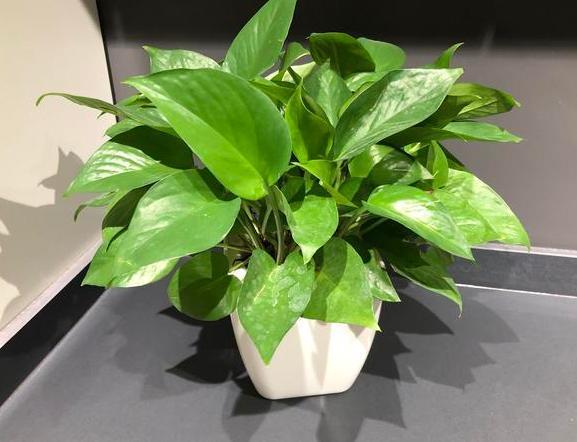 盆栽植物该如何养好根不想花钱买生根粉,就用它们轻松强根