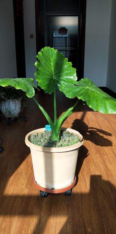 花友们|“5种”有毒花别乱养,换盆要戴手套,小心皮肤红肿