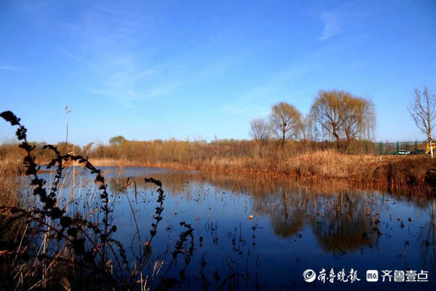 老年|就地过年·春在身边｜芦苇摇曳、天鹅畅游！济西湿地公园春意正浓