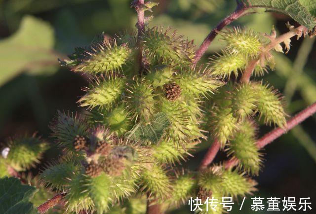 神农本草经|一毒物被称“上通脑顶,下行足膝”,可散风寒,通鼻窍,祛风湿