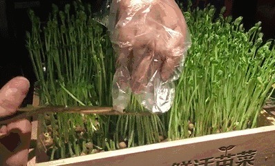 4种食物发芽后，营养更丰富，别再扔掉浪费了！