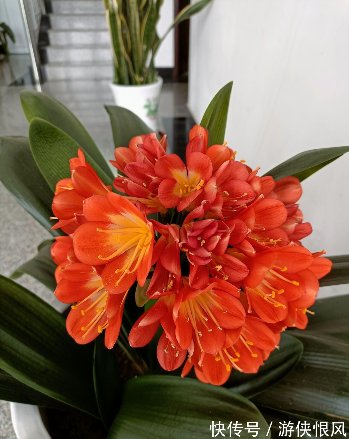 王大爷家的花8年没开,找到了4个窍门,很快就开花