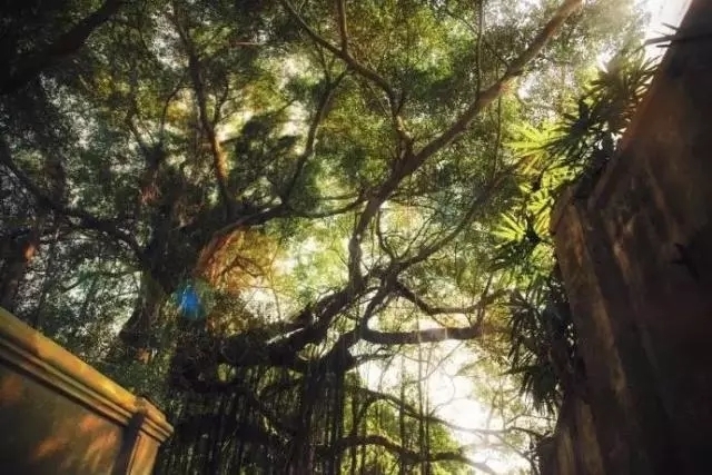 楚天碧#最美6首梅花诗词,令人心醉唇齿留香