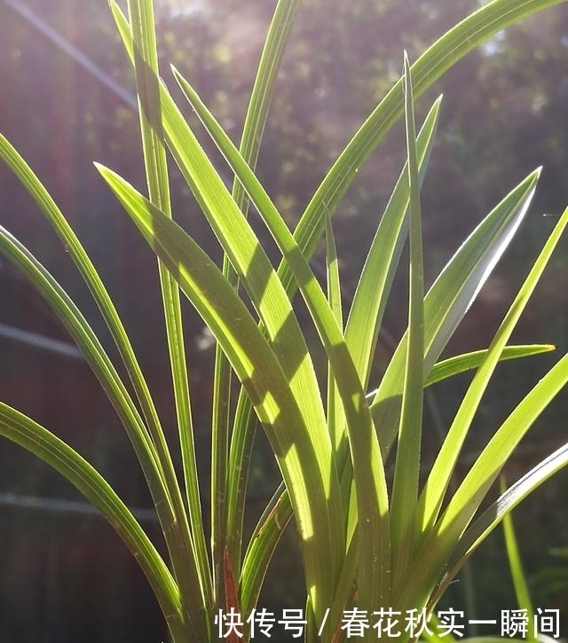 刚买的兰花怎么种?4种常犯的错误,新手兰友要学会避免