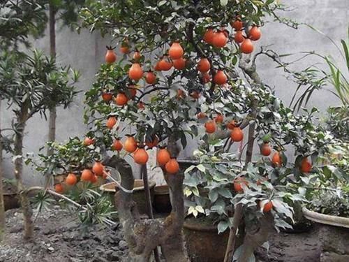 花卉|“1种树”不怕寒冬,在12月份中旬种植,6年后就值钱,观赏价值高