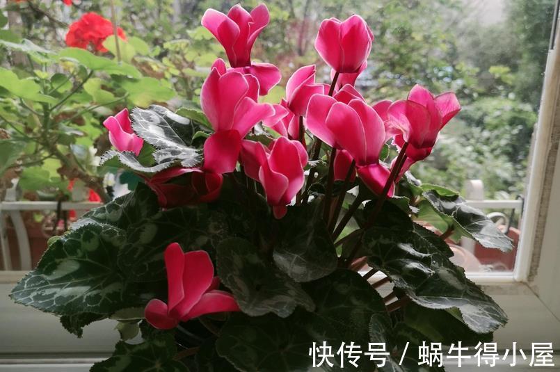 强光|养仙客来,施肥、光照、浇水,掌握住门道,开花才又多又美