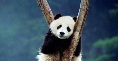 坐骑@黄帝大战蚩尤,黄帝的坐骑是应龙,那么蚩尤的坐骑是什么呢!