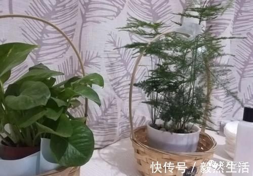 叶片|“最厉害”的生长水，虎皮兰吊兰文竹每月用一次，像打了激素一样疯长