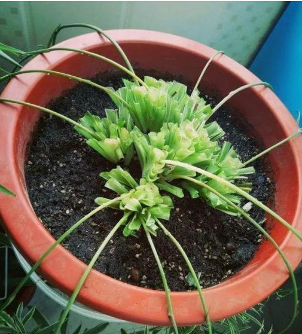 3种花“越剪越旺”,没事常剪剪,剪成秃头,一月大变样,开花多