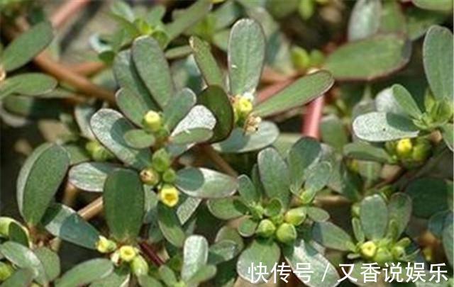 胎宝宝|无知孕妈涮锅时吃了这种菜,八个月的胎宝宝没了,孕妈注意!