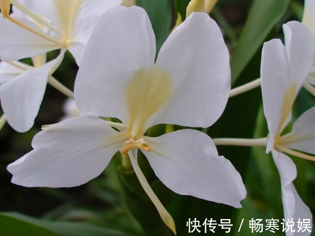 这花盛开似白蝴蝶翩翩飞舞，可惜只有农村才有，城里人花钱买不到