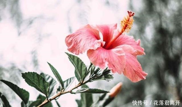 道德绑架|父母偏心,生病后把财产全给小儿子,大儿子认栽养老也让弟弟来