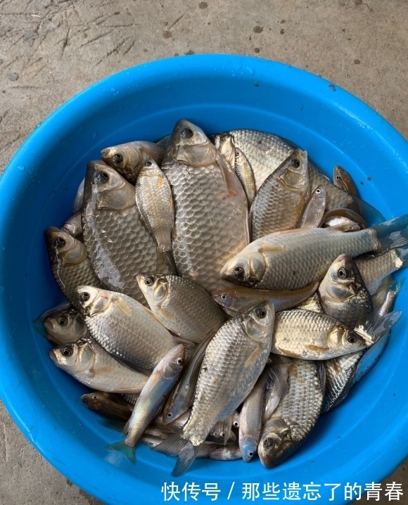 钓友|冬天野钓饵料双雄:蚯蚓和红虫,谁才是真王者?