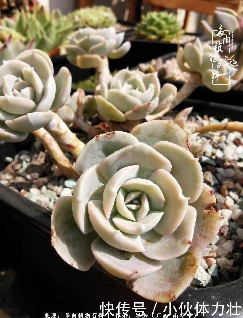 锦晃星|时光不再,人心在,多肉在!