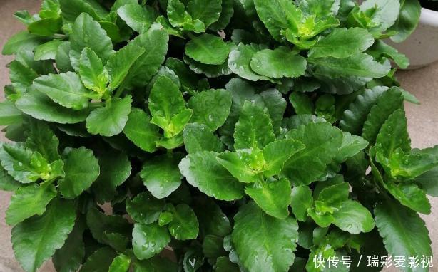 温度|不愿长寿花冬天黄叶、花刚开就掉落,浇水切记遵循这3规则