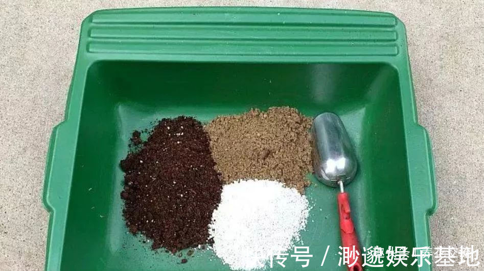 土壤|小摊贩废弃的煤渣,没想到是种多肉的绝佳利器,但你要适当处理