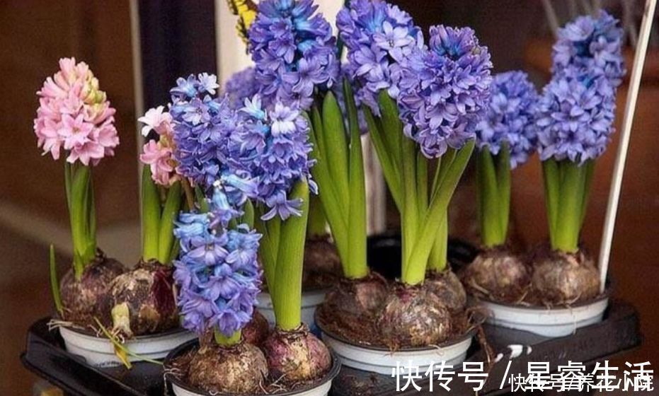 植物|家庭养花有讲究，这三大类花卉，建议别在室内养