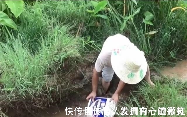 为什么野池塘里会自己长出鱼?鱼从哪来?这是我听过最科学的解释