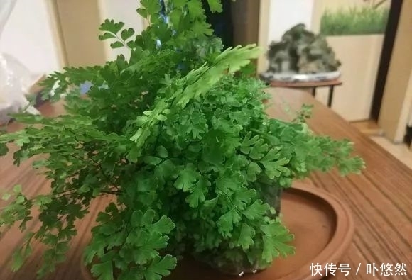 天生“体阴”的6种花,晒太阳易黄叶,阴一点反而长得绿油油!