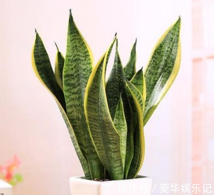 石竹花|“4种花”是懒人养花首选,一月浇一次长得旺,叶子油绿开花多!