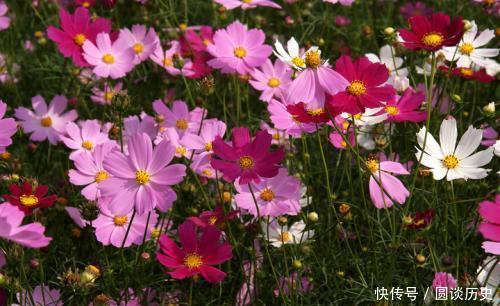 开春种上4种花,几粒种子撒土里,一开花就惊艳了时光!