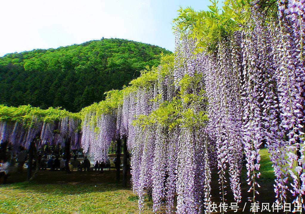 庭院搭花架,这“花卉三宝”你用过吗,很实用