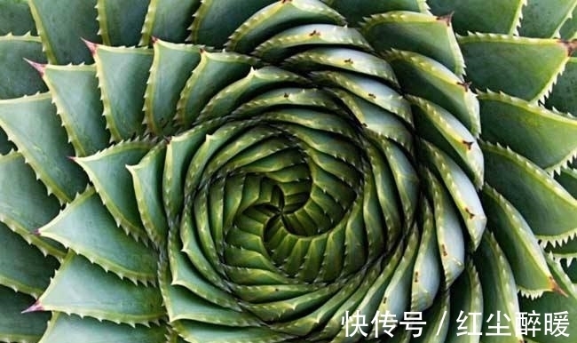 市场价格|这些老贵老贵的多肉，你认识吗，你家有吗