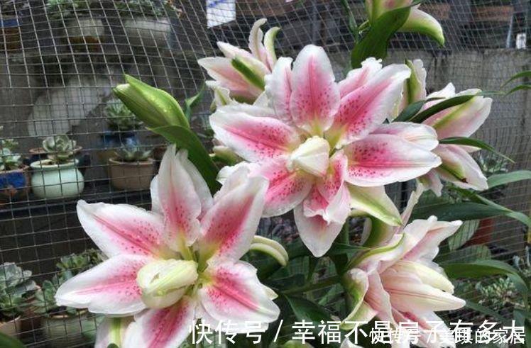 花园|4种花很耐养，沾土就能活，阳台变花园，太美了！