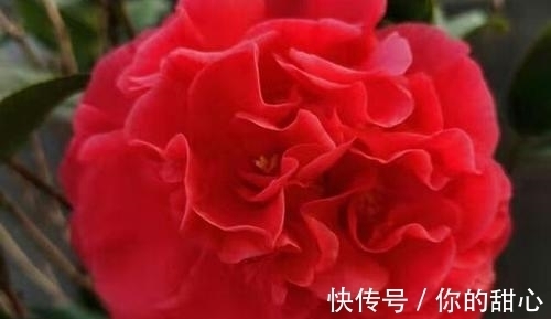 克瑞墨|此花人称“赛牡丹”，芬芳如香薰，花期还长，不养一盆有点可惜