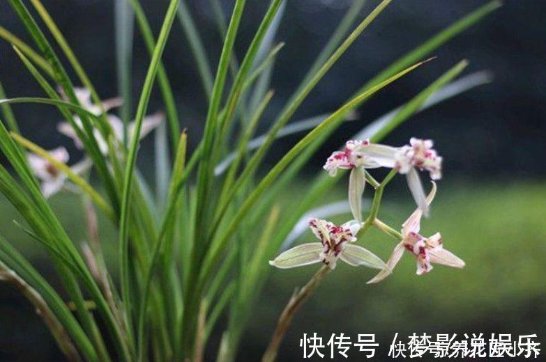 养护|养好兰花上盆步骤是关键，做好6个“小细节”，后续养护没烦恼