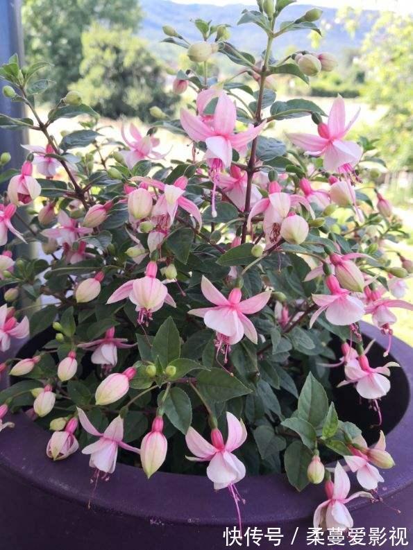 命里带“金”的花,开花美翻了,养在家里还有好兆头