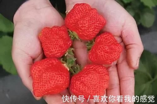 奶奶|“奶奶，我想吃草莓”冬天草莓50元一斤，家长该不该给孩子买？