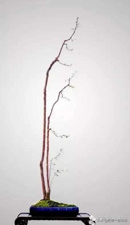 一粗一细|盆景双杆,一高一矮、一粗一细,苍龙教子之势